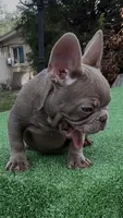 Angel, a male French Bulldog for sale in Tampa, FL – 3 of 5