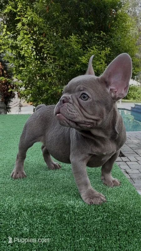 Angel – French Bulldog puppy for sale in Tampa, FL