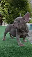 Angel, a male French Bulldog for sale in Tampa, FL – 1 of 5
