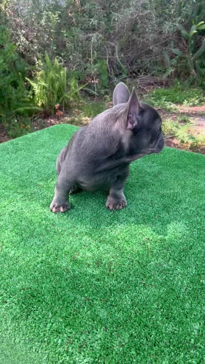 Bluey, a male French Bulldog for sale in Tampa, FL – 3 of 3