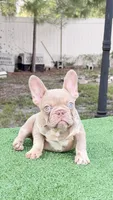 Jack, a male French Bulldog for sale in Tampa, FL – 4 of 5