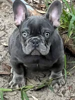 Bluey, a male French Bulldog for sale in Tampa, FL – 2 of 3