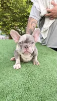 Jeremiah , a male French Bulldog for sale in Tampa, FL – 5 of 5