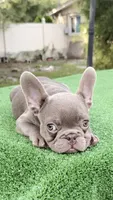 Bobby , a male French Bulldog for sale in Tampa, FL – 7 of 10