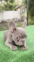 Bobby , a male French Bulldog for sale in Tampa, FL – 6 of 10