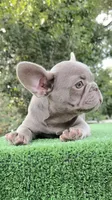 Bobby , a male French Bulldog for sale in Tampa, FL – 9 of 10