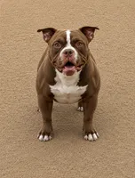 Buckley, a male American Bully for sale in Tampa, FL – 1 of 1