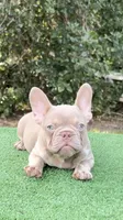 Jack, a male French Bulldog for sale in Tampa, FL – 3 of 5