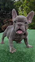 Angel, a male French Bulldog for sale in Tampa, FL – 4 of 5