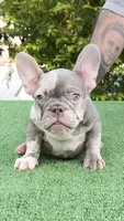 Jeremiah , a male French Bulldog for sale in Tampa, FL – 2 of 5