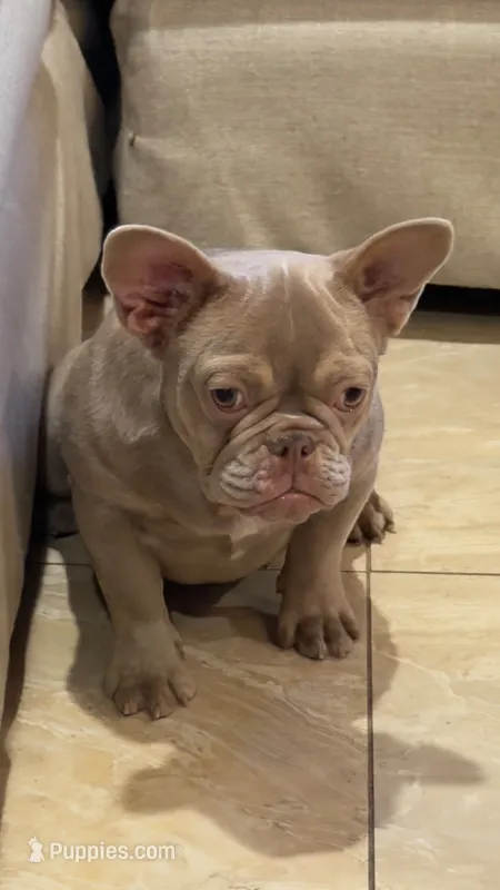 Izzy – French Bulldog puppy for sale in Tampa, FL