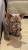 Izzy, a female French Bulldog for sale in Tampa, FL – 1 of 5