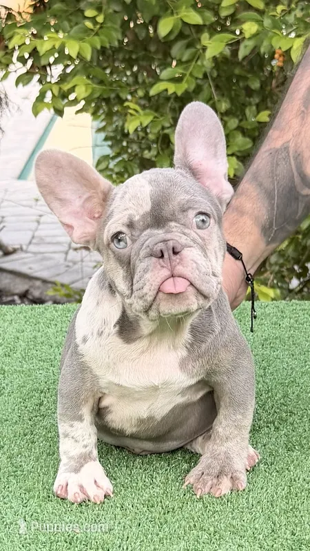 Jeremiah  – French Bulldog puppy for sale in Tampa, FL