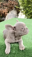 Bobby , a male French Bulldog for sale in Tampa, FL – 2 of 10