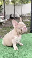 Jack, a male French Bulldog for sale in Tampa, FL – 2 of 5