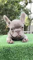 Bobby , a male French Bulldog for sale in Tampa, FL – 10 of 10