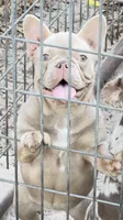 Izzy, a female French Bulldog for sale in Tampa, FL – 2 of 5