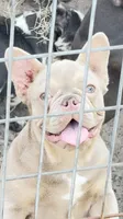 Izzy, a female French Bulldog for sale in Tampa, FL – 3 of 5