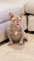 Izzy, a female French Bulldog for sale in Tampa, FL – 5 of 5