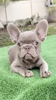 Bobby , a male French Bulldog for sale in Tampa, FL – 4 of 10