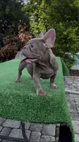 Angel, a male French Bulldog for sale in Tampa, FL – 2 of 5
