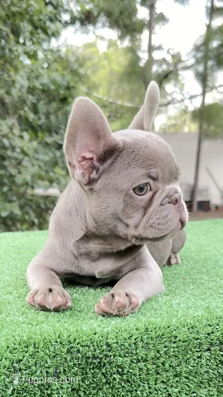 Bobby  – French Bulldog puppy for sale in Tampa, FL