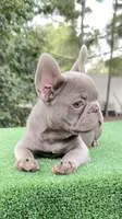Bobby , a male French Bulldog for sale in Tampa, FL – 1 of 10