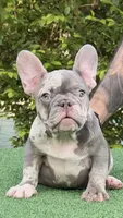 Jeremiah , a male French Bulldog for sale in Tampa, FL – 4 of 5