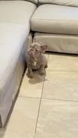 Izzy, a female French Bulldog for sale in Tampa, FL – 4 of 5