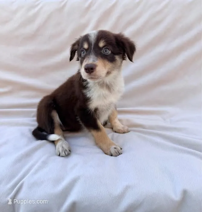Red Tri Female – Border Collie puppy for sale in Okeechobee, FL