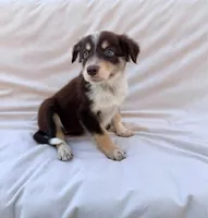Red Tri Female, a female Border Collie for sale in Okeechobee, FL – 1 of 1