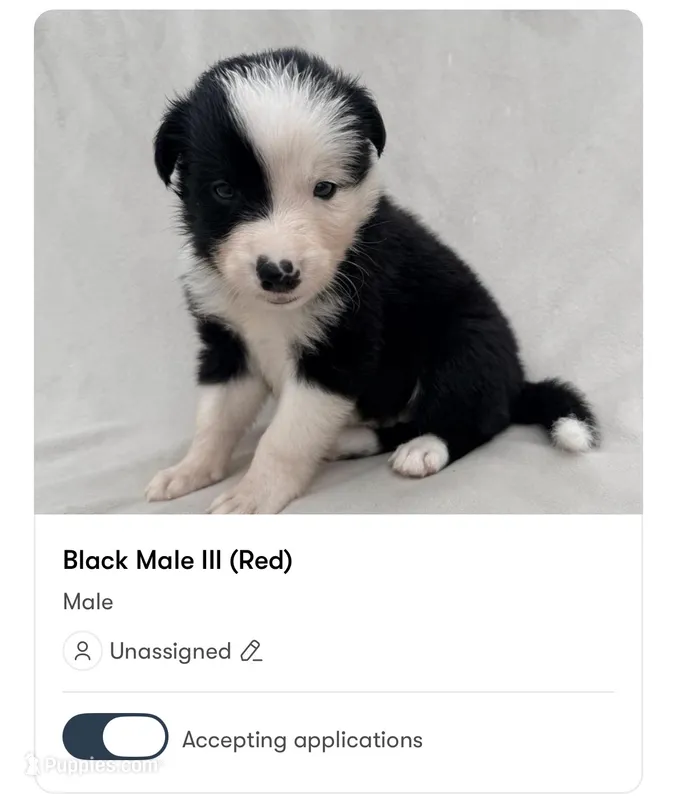 Male Border Collie (Red) – Border Collie puppy for sale in Okeechobee, FL