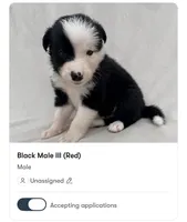 Male Border Collie (Red), a male Border Collie for sale in Okeechobee, FL – 1 of 1