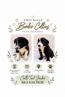 Border Collie Male, a male Border Collie for sale in Okeechobee, FL – 2 of 2