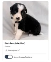 Female Border Collies (Lilac), a female Border Collie for sale in Okeechobee, FL – 1 of 1