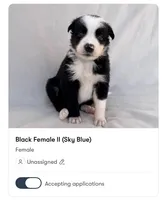 Female Border Collies, a female Border Collie for sale in Okeechobee, FL – 2 of 4