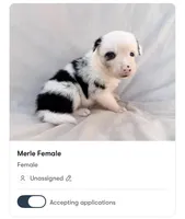 Female Border Collies, a female Border Collie for sale in Okeechobee, FL – 1 of 4
