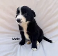 Border Collie Male, a male Border Collie for sale in Okeechobee, FL – 1 of 2