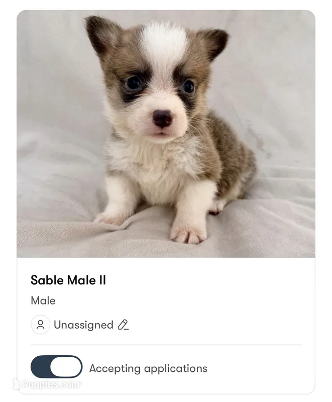 Male Pembroke Welsh Corgi – Pembroke Welsh Corgi puppy for sale in Okeechobee, FL