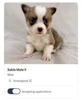 Male Pembroke Welsh Corgi, a male Pembroke Welsh Corgi for sale in Okeechobee, FL – 1 of 1