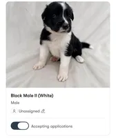 Male Border Collie (White), a male Border Collie for sale in Okeechobee, FL – 1 of 1