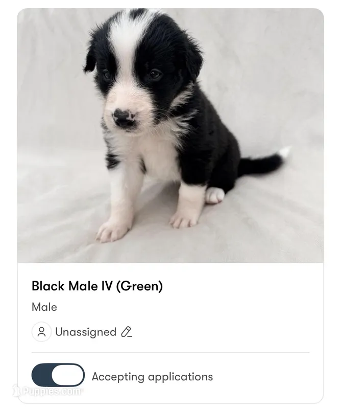 Male Border Collie (Green) – Border Collie puppy for sale in Okeechobee, FL