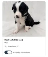 Male Border Collie (Green), a male Border Collie for sale in Okeechobee, FL – 1 of 1