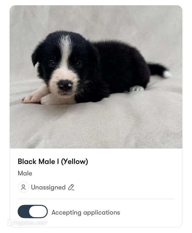 Male Border Collie (Yellow) – Border Collie puppy for sale in Okeechobee, FL