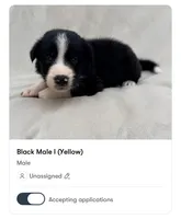 Male Border Collie (Yellow), a male Border Collie for sale in Okeechobee, FL – 1 of 1