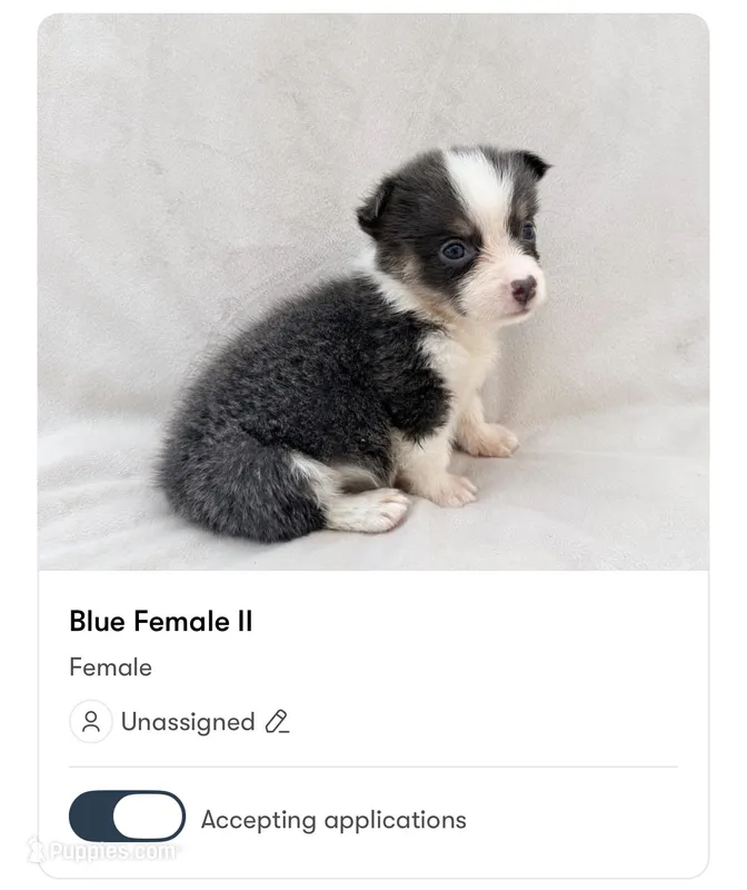 Female Pembroke Welsh Corgi – Pembroke Welsh Corgi puppy for sale in Okeechobee, FL