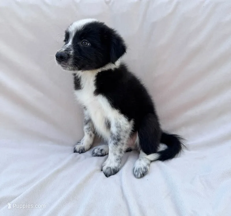 Black Male – Border Collie puppy for sale in Okeechobee, FL