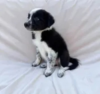 Black Male, a male Border Collie for sale in Okeechobee, FL – 1 of 1