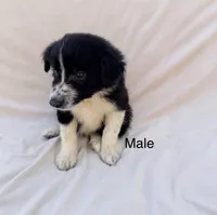 Border Collie Male, a male Border Collie for sale in Okeechobee, FL – 1 of 2