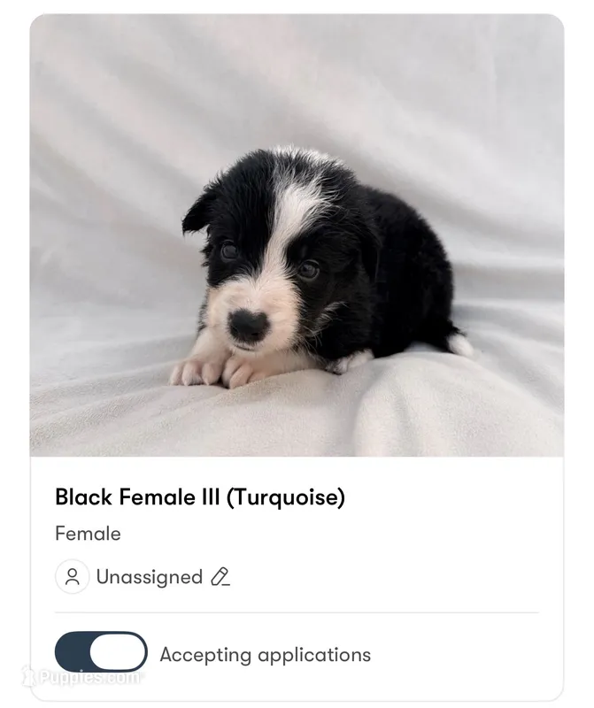 Female Border Collies (Turquoise)  – Border Collie puppy for sale in Okeechobee, FL